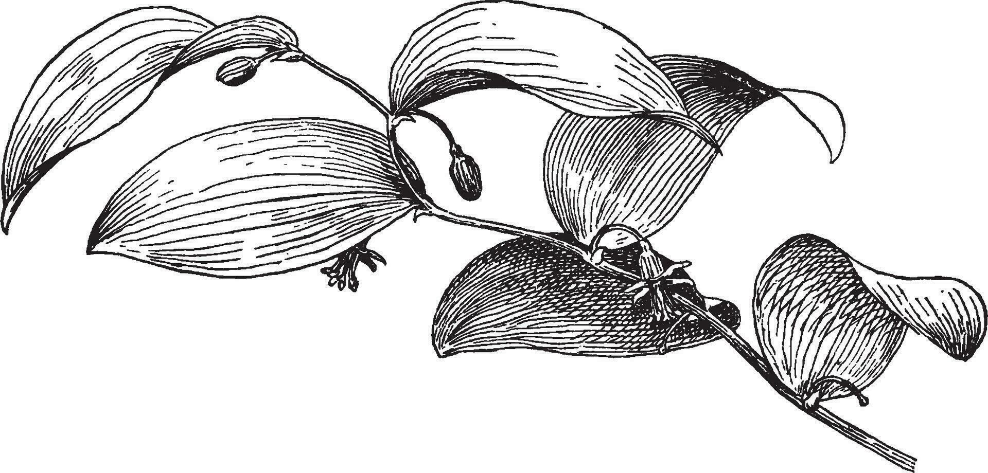 espárragos asparagoides Clásico ilustración. vector