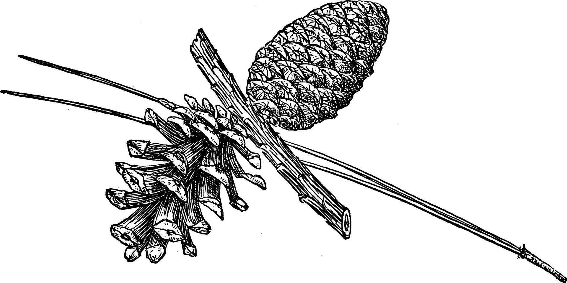 Pine Cone of Red Pine vintage illustration. vector