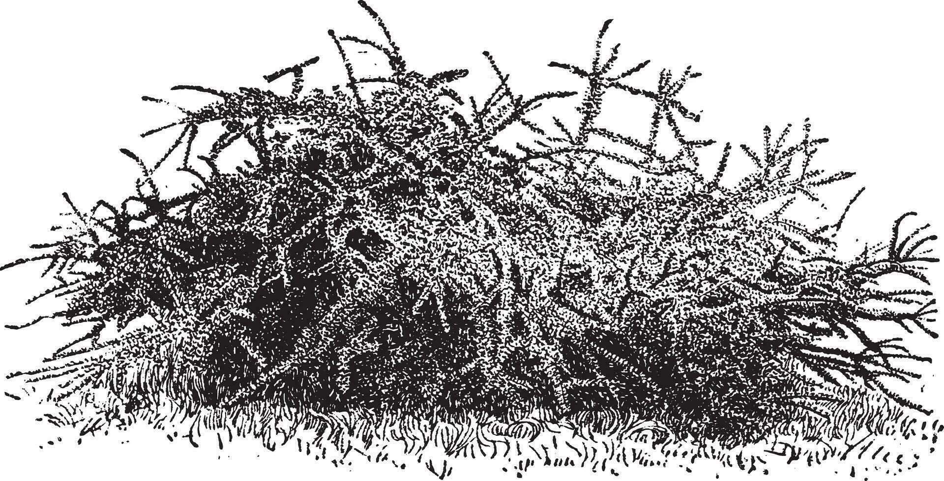 Cotoneaster Horizontalis vintage illustration. vector