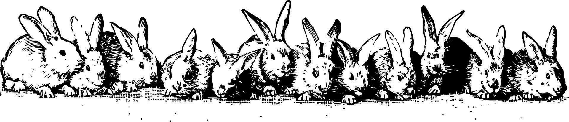 Twelve Rabbits vintage illustration. vector