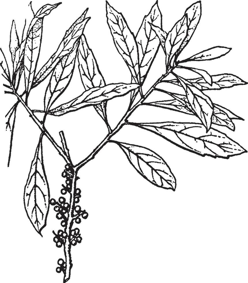 Myrica vintage illustration. vector