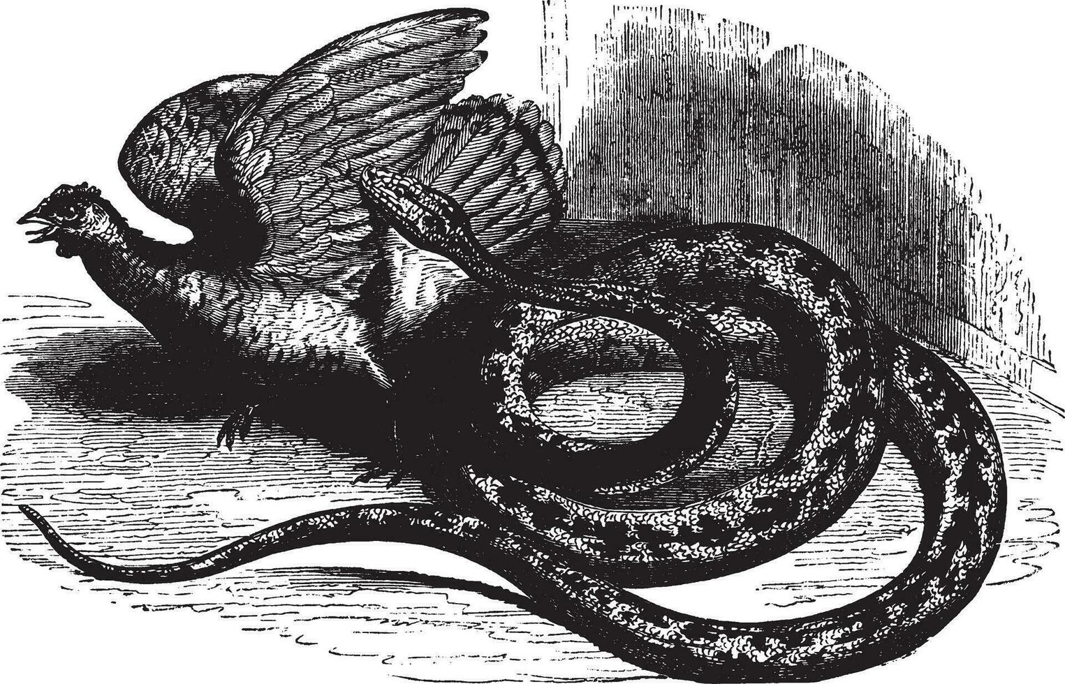 Python, vintage illustration. 35070485 Vector Art at Vecteezy