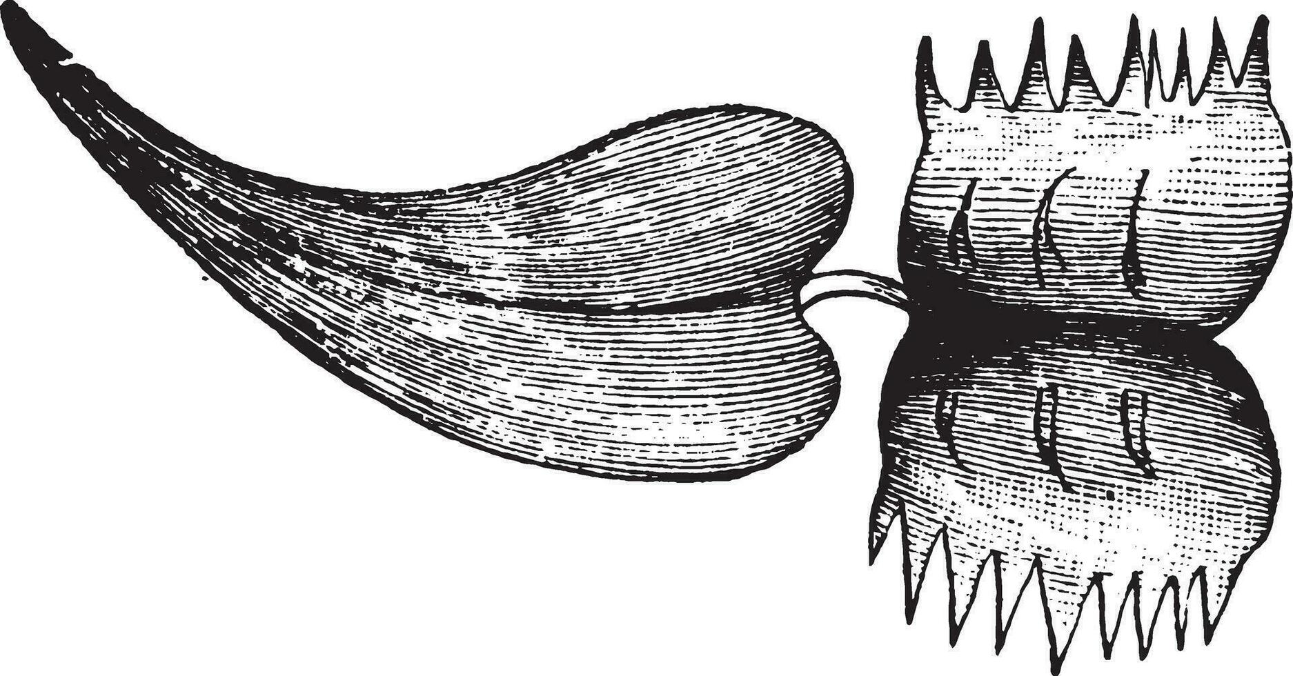 Venus, volar, trampa, hoja, conformado Clásico ilustración. vector