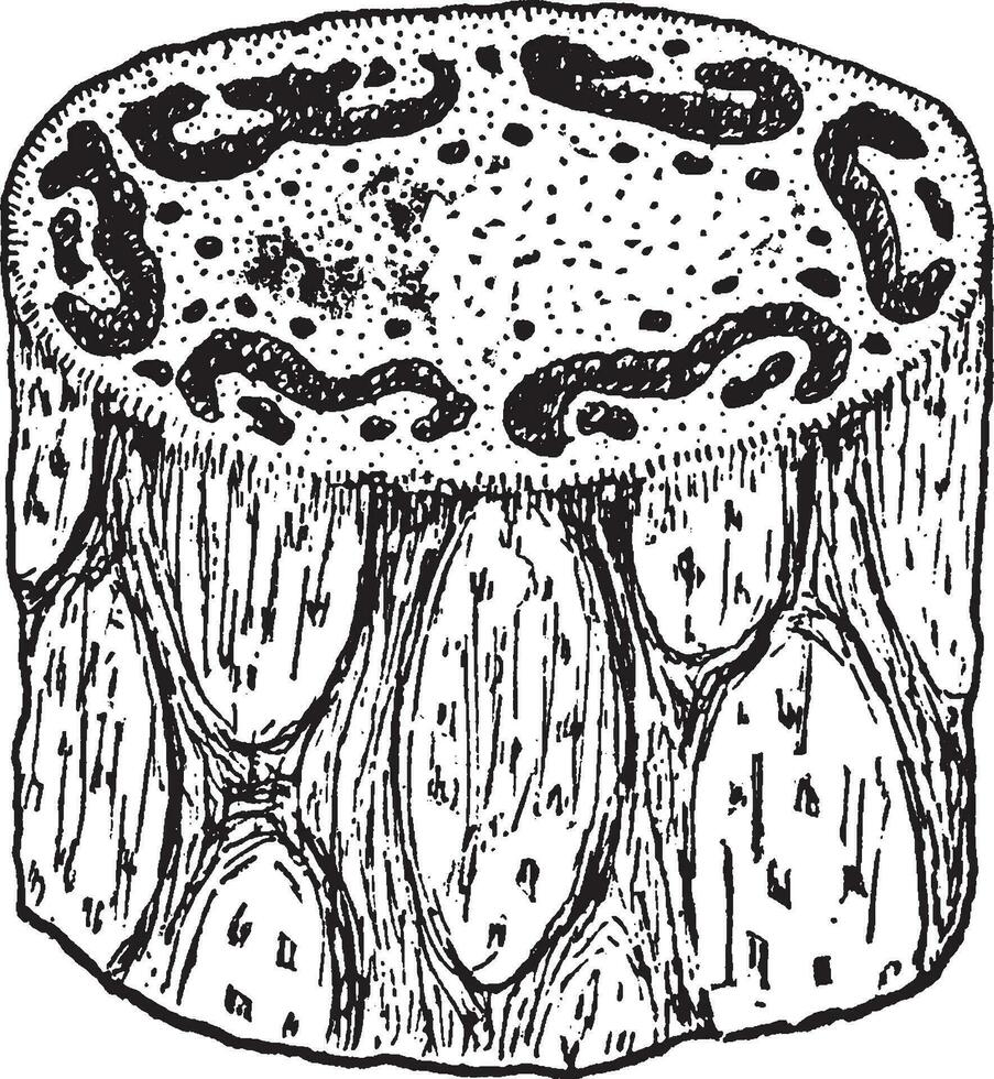 Tree-Fern Trunk vintage illustration. vector