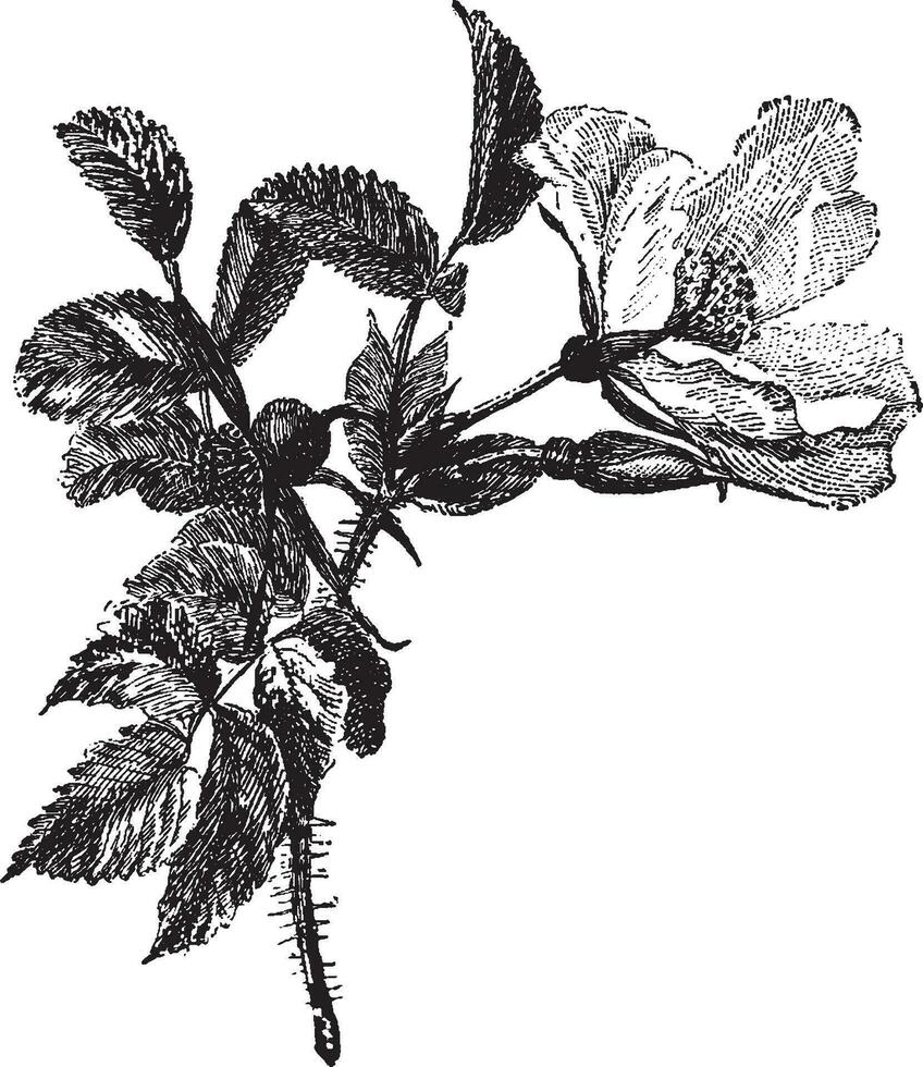 Rosa Rugosa vintage illustration. vector