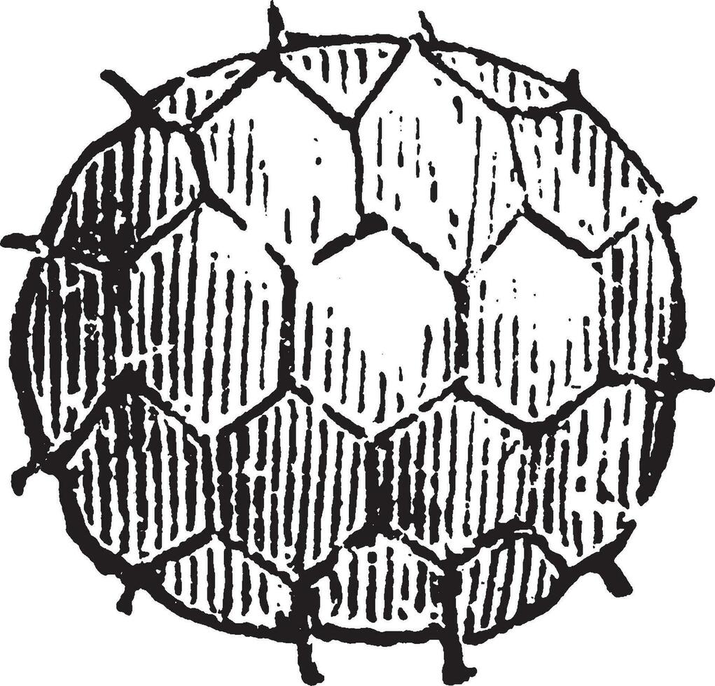 Tilletia vintage illustration. vector