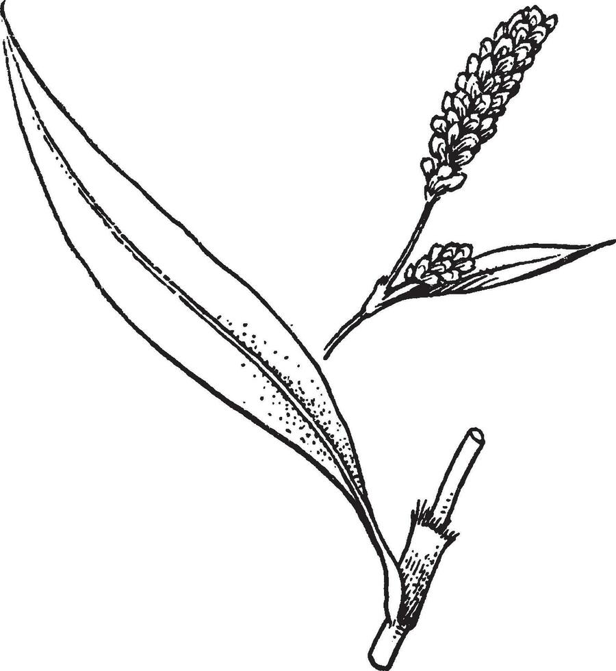 Polygonum vintage illustration. vector