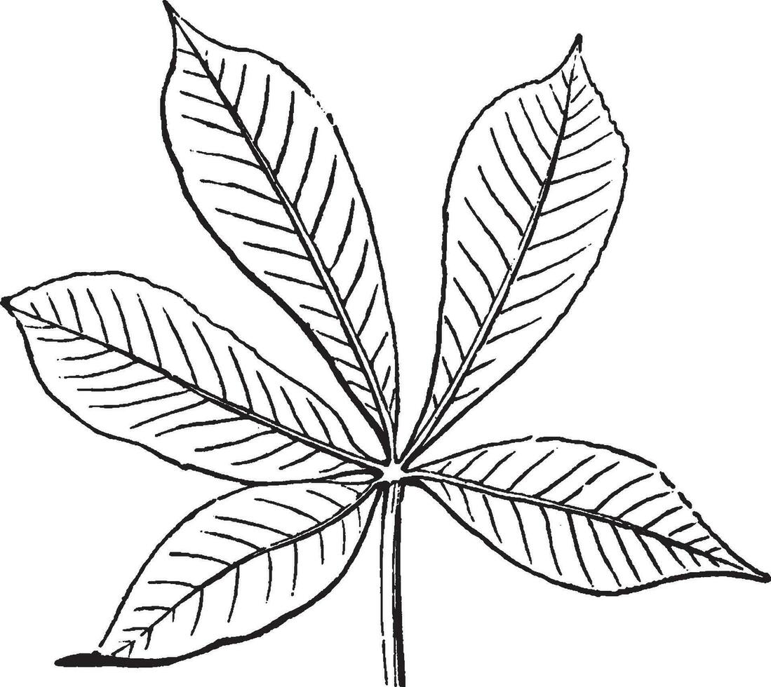 Palmate Leaf vintage illustration. vector