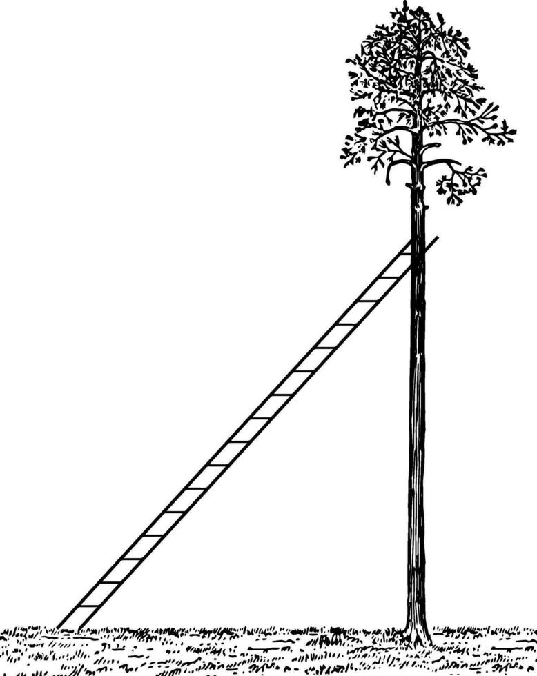 Ladder Leaning Against a Tree vintage illustration. vector