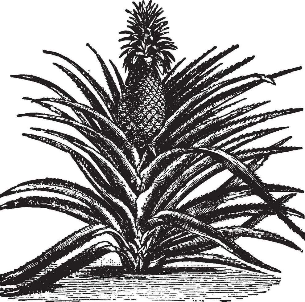 Pineapple vintage illustration. vector