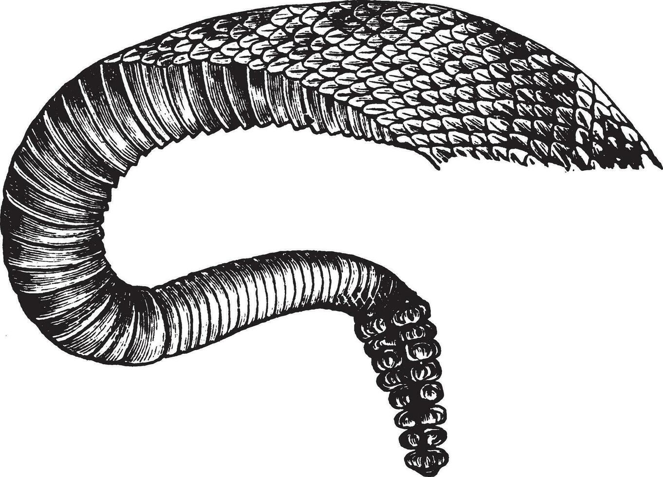 Rattlesnake Tail, vintage illustration. vector