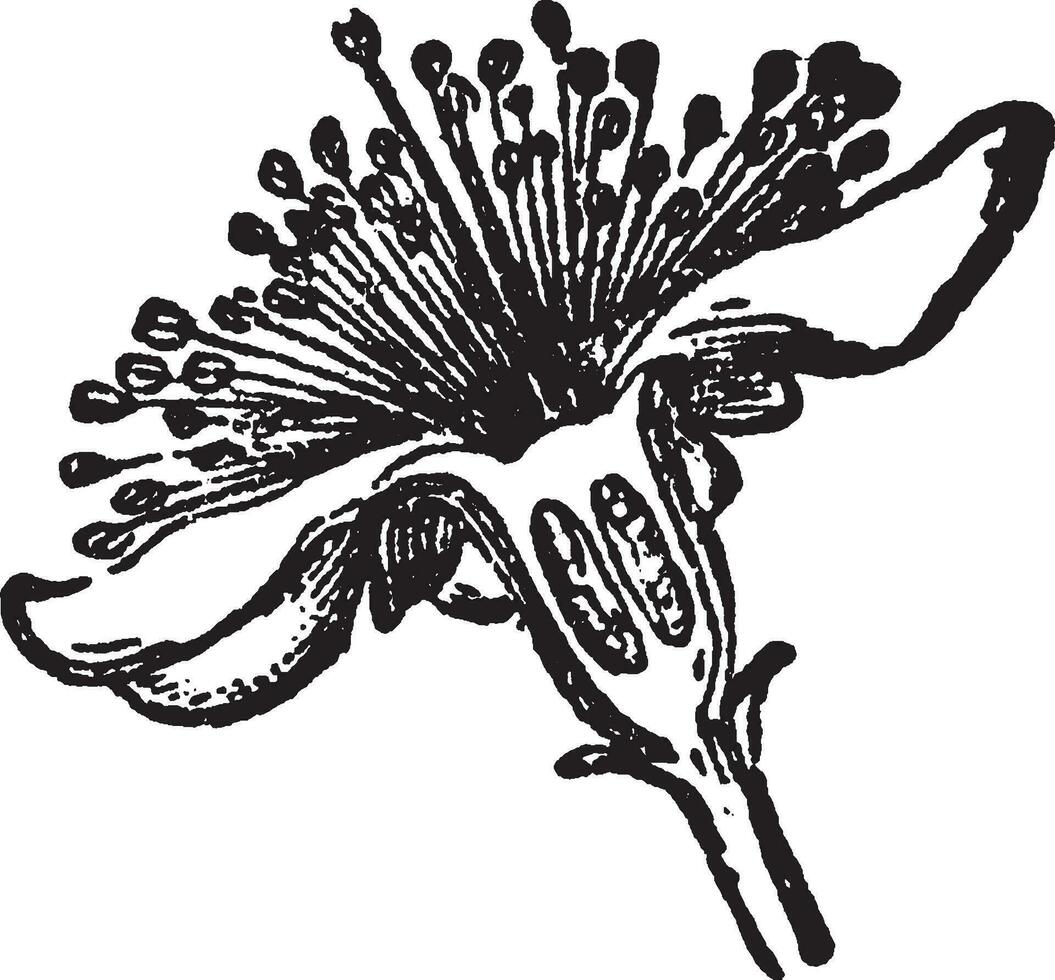 mirto flor Clásico ilustración. vector