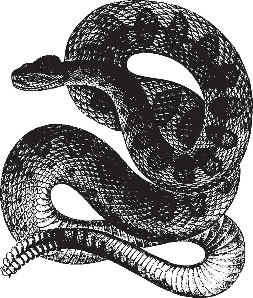 Rattle Snake, vintage illustration. vector