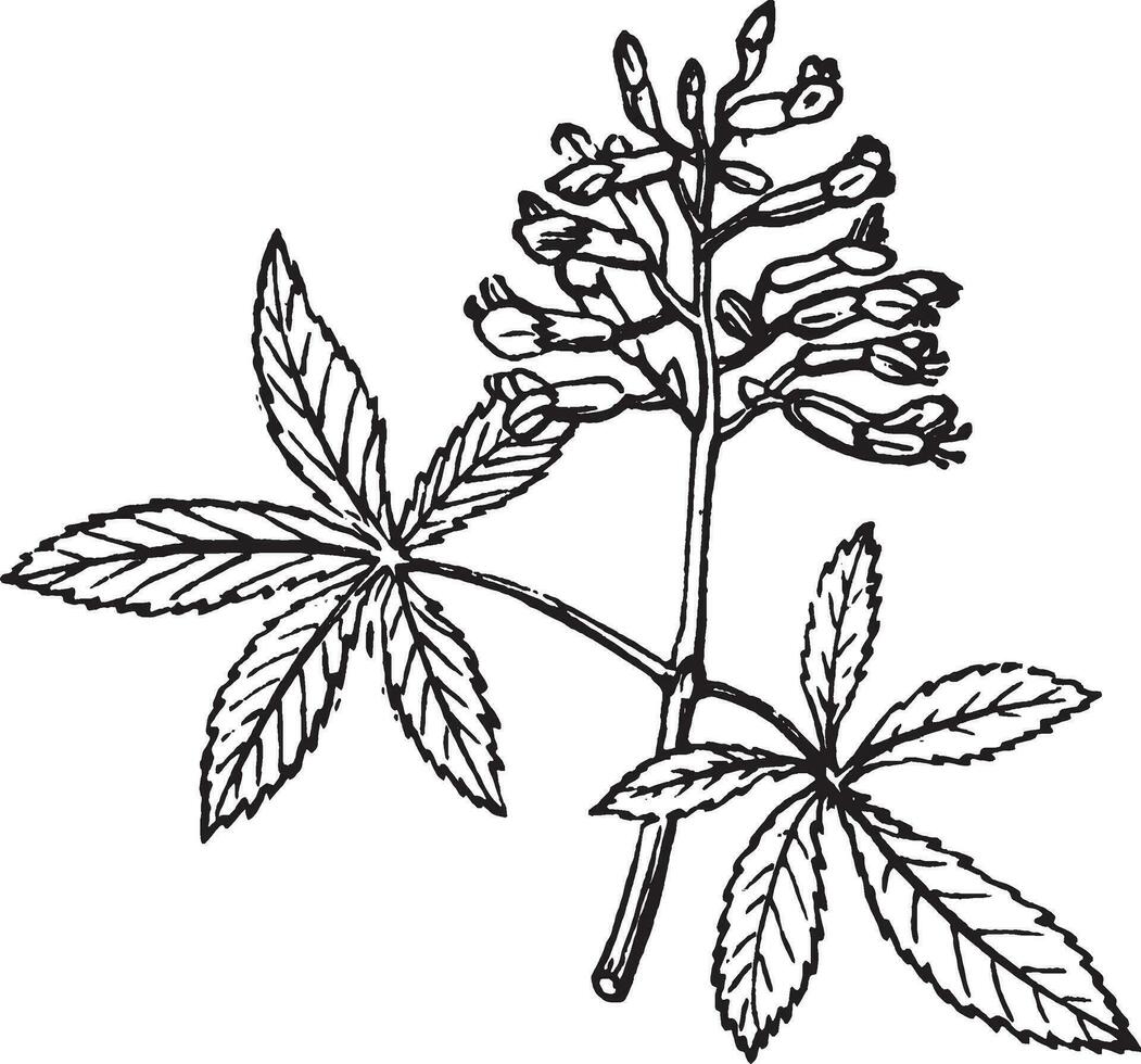 Botany, Buckeye, leaf, arrangements, red, buckeye, stipules vintage illustration. vector