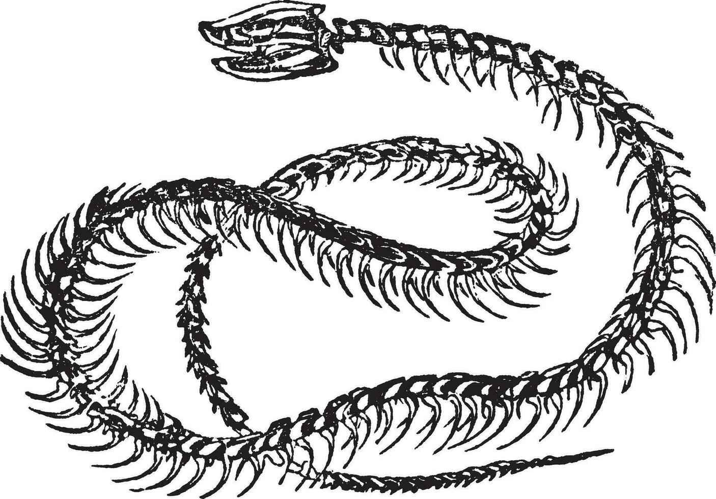 Rattlesnake Skeleton, vintage illustration. vector