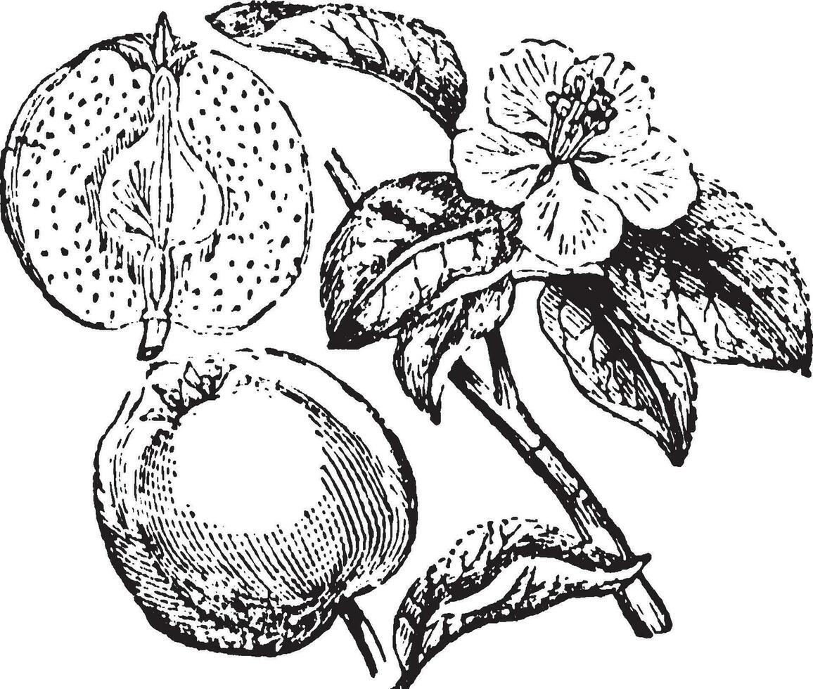 Quince vintage illustration. vector