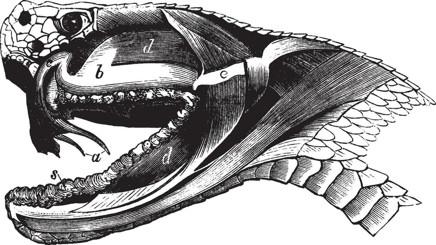 Cross section of a viper head, vintage illustration. vector