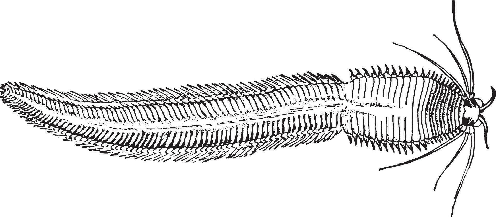 Marine Worm, vintage illustration. vector