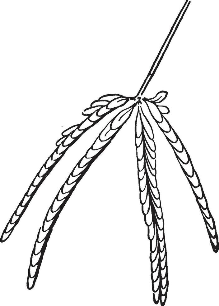 Mimosa vintage illustration. vector