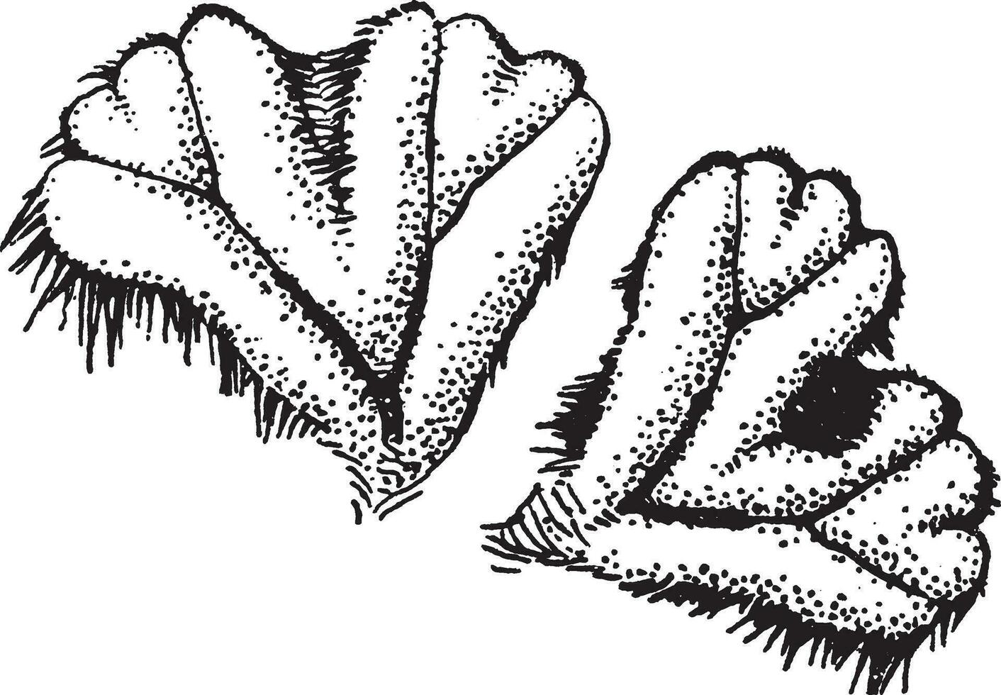 ricciocarpo Clásico ilustración. vector