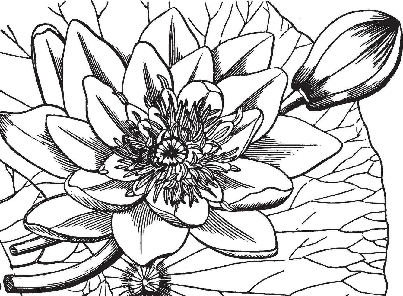 Water-lily vintage illustration. vector