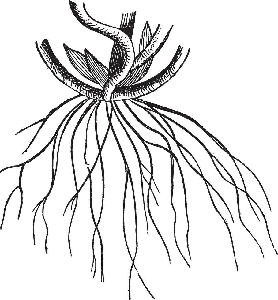 Root vintage illustration. vector