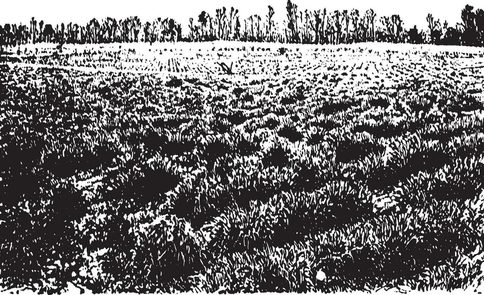 Timothy field vintage illustration. vector