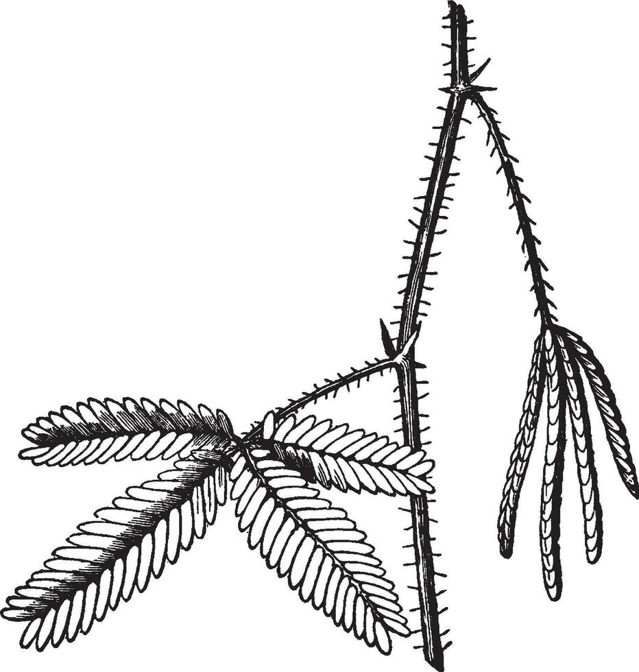 Sensitive Plant vintage illustration. vector