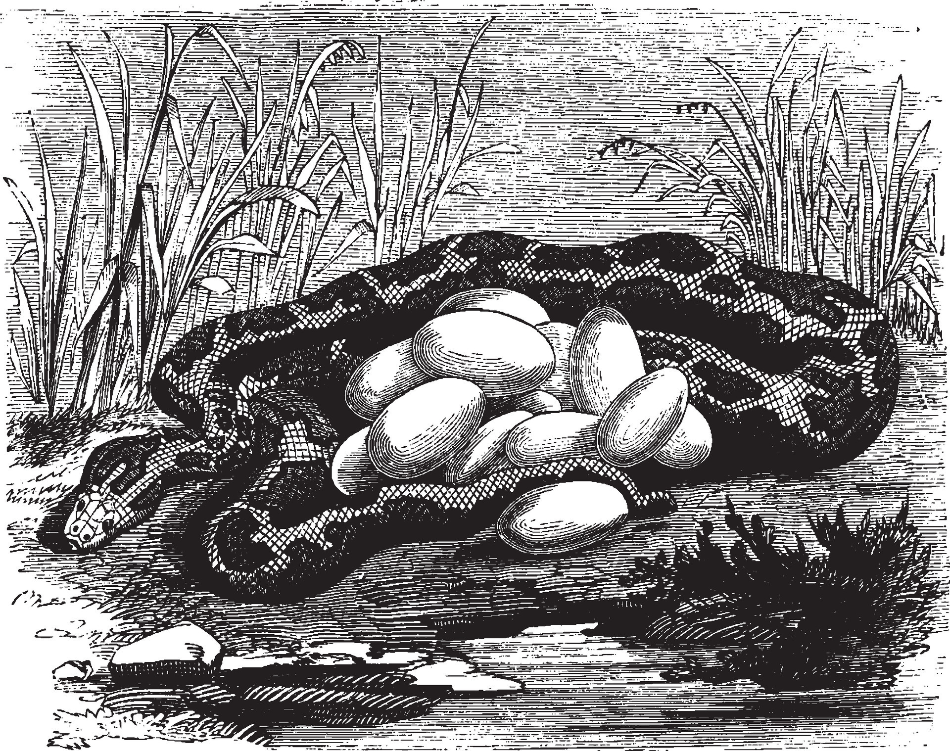 Python and eggs, vintage illustration. 35072531 Vector Art at Vecteezy