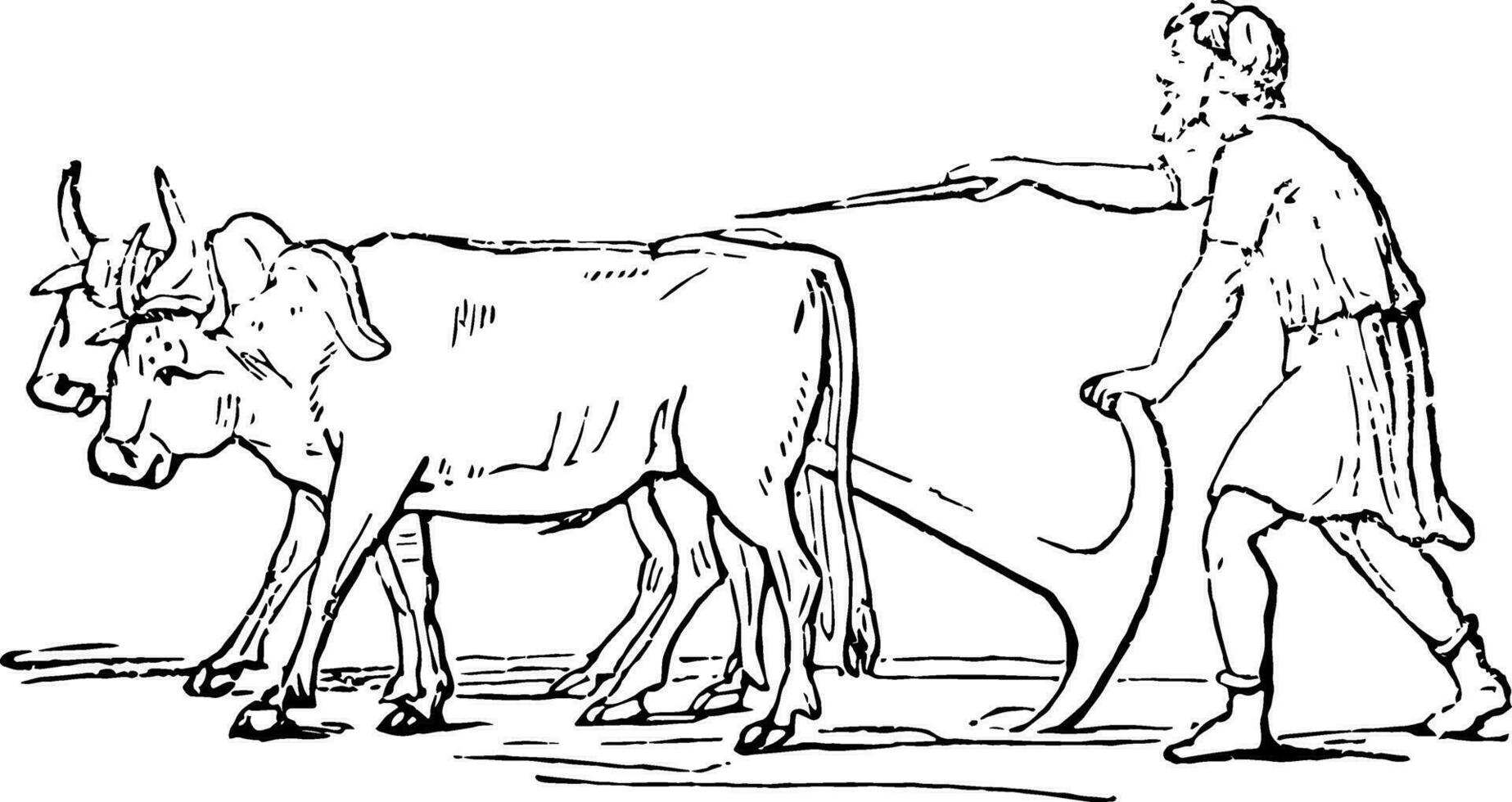 Pero, vintage illustration. vector