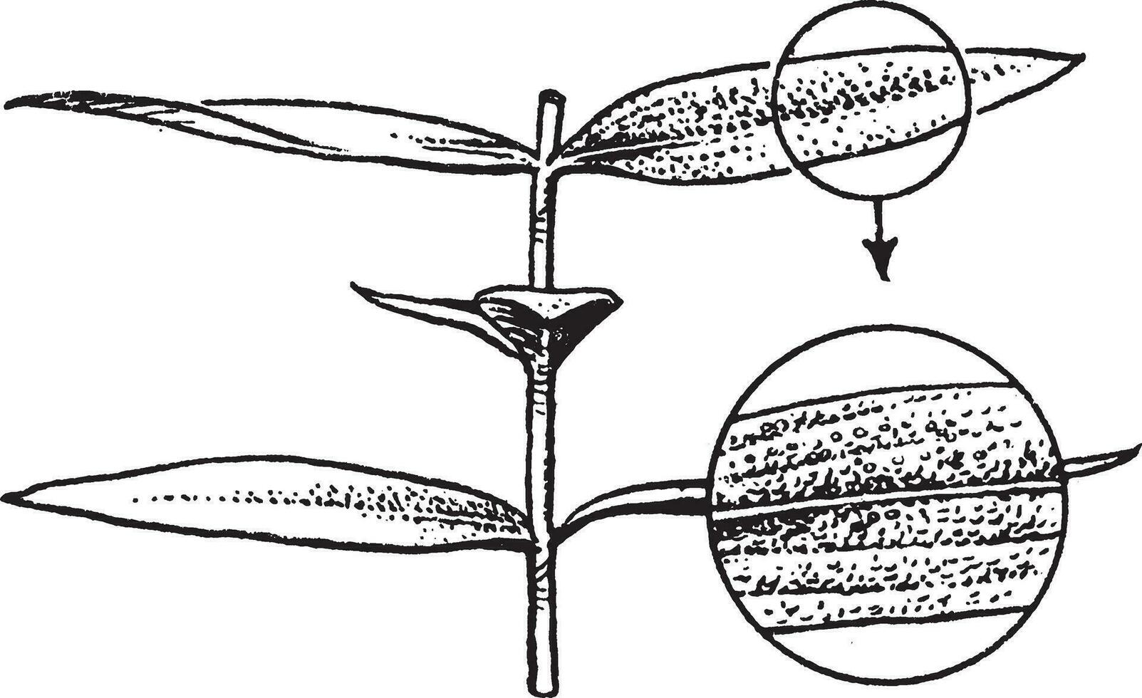 Shrub vintage illustration. vector