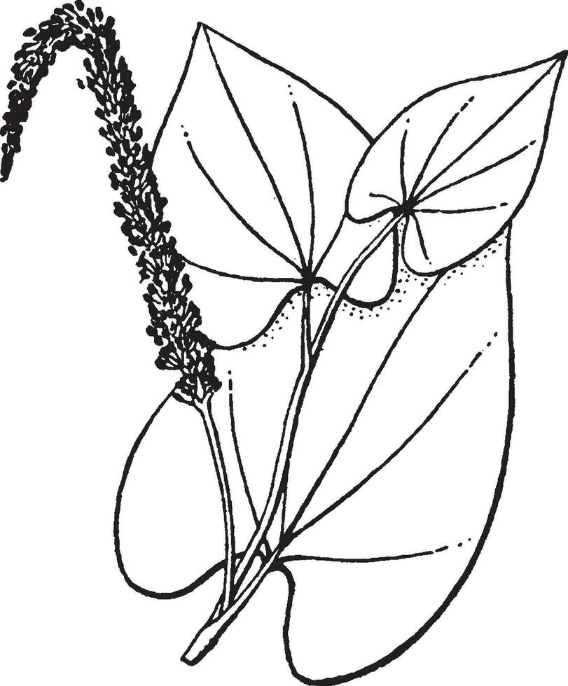 Saururus vintage illustration. vector