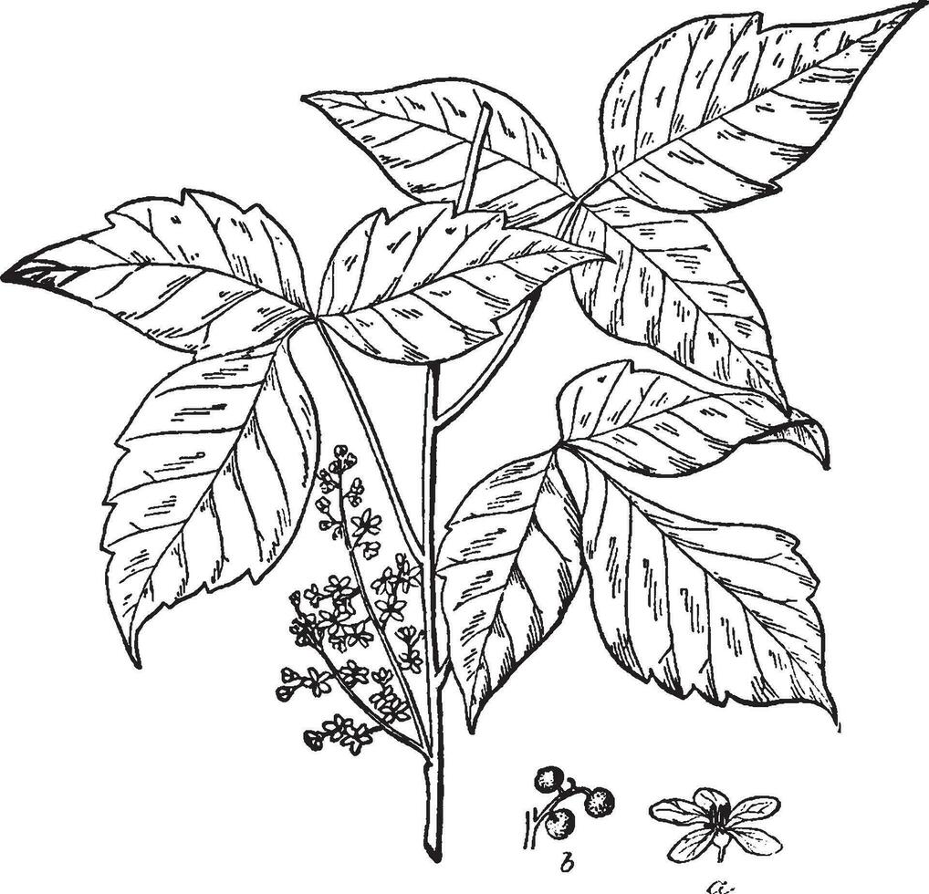 Poison Ivy vintage illustration. vector