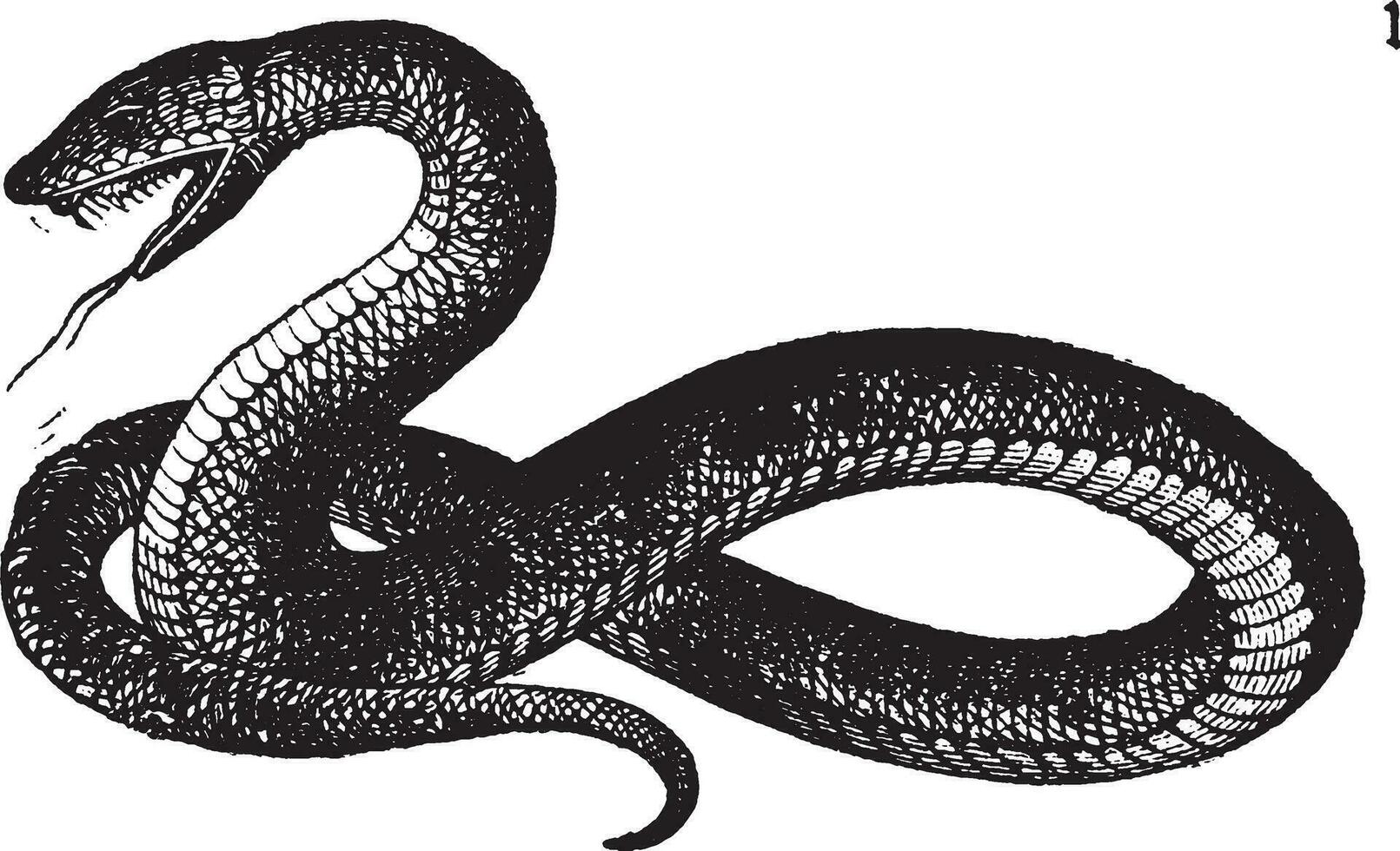 Snake, vintage illustration. vector