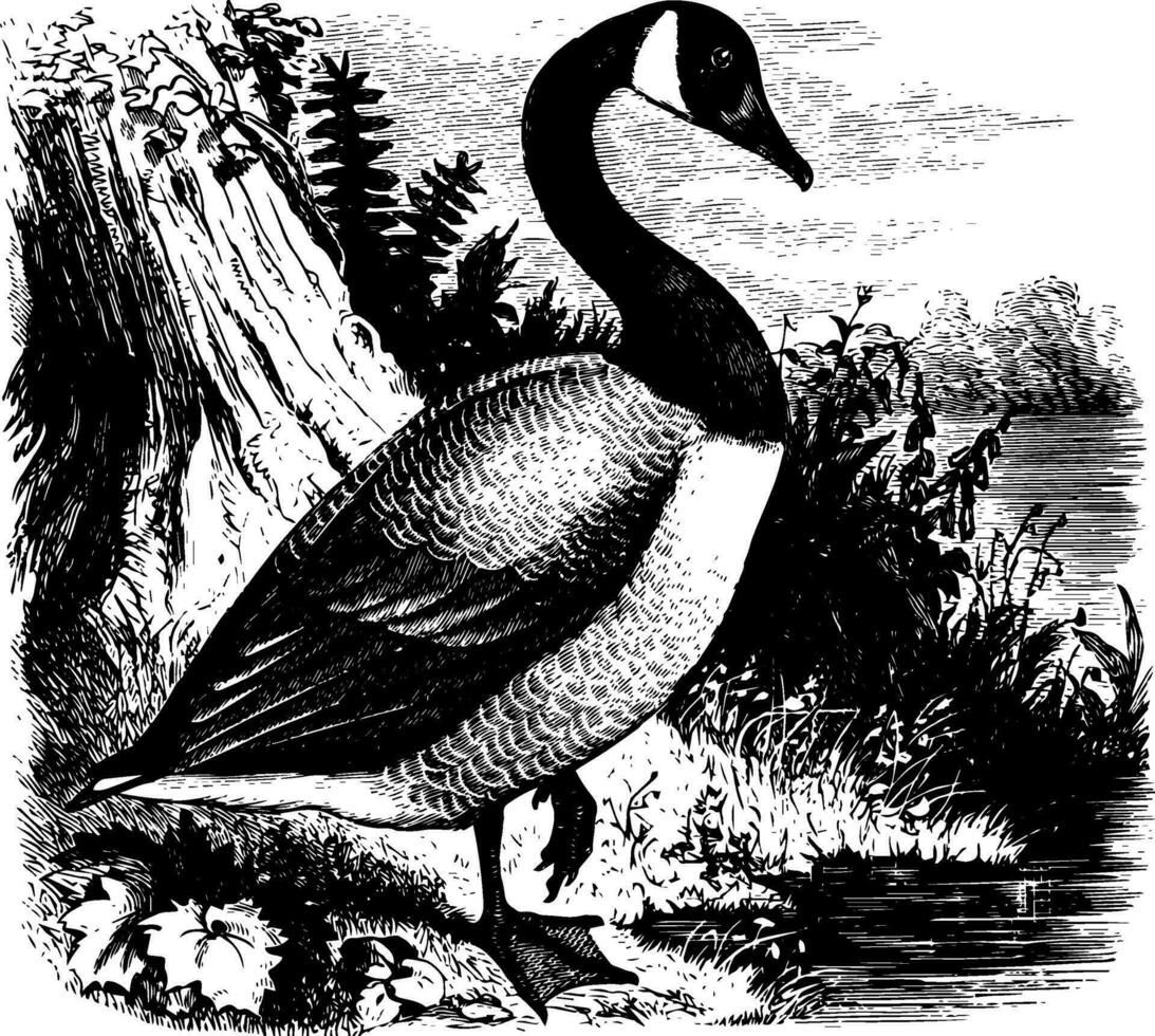 Canada Goose vintage illustration vector
