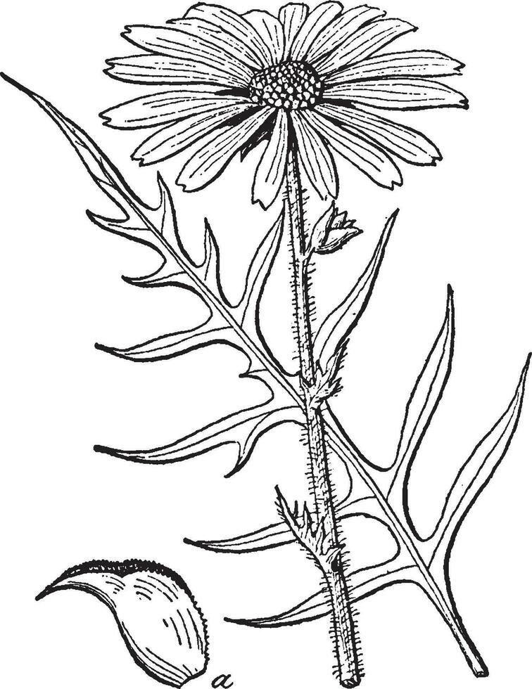 colofonia hierba Clásico ilustración. vector