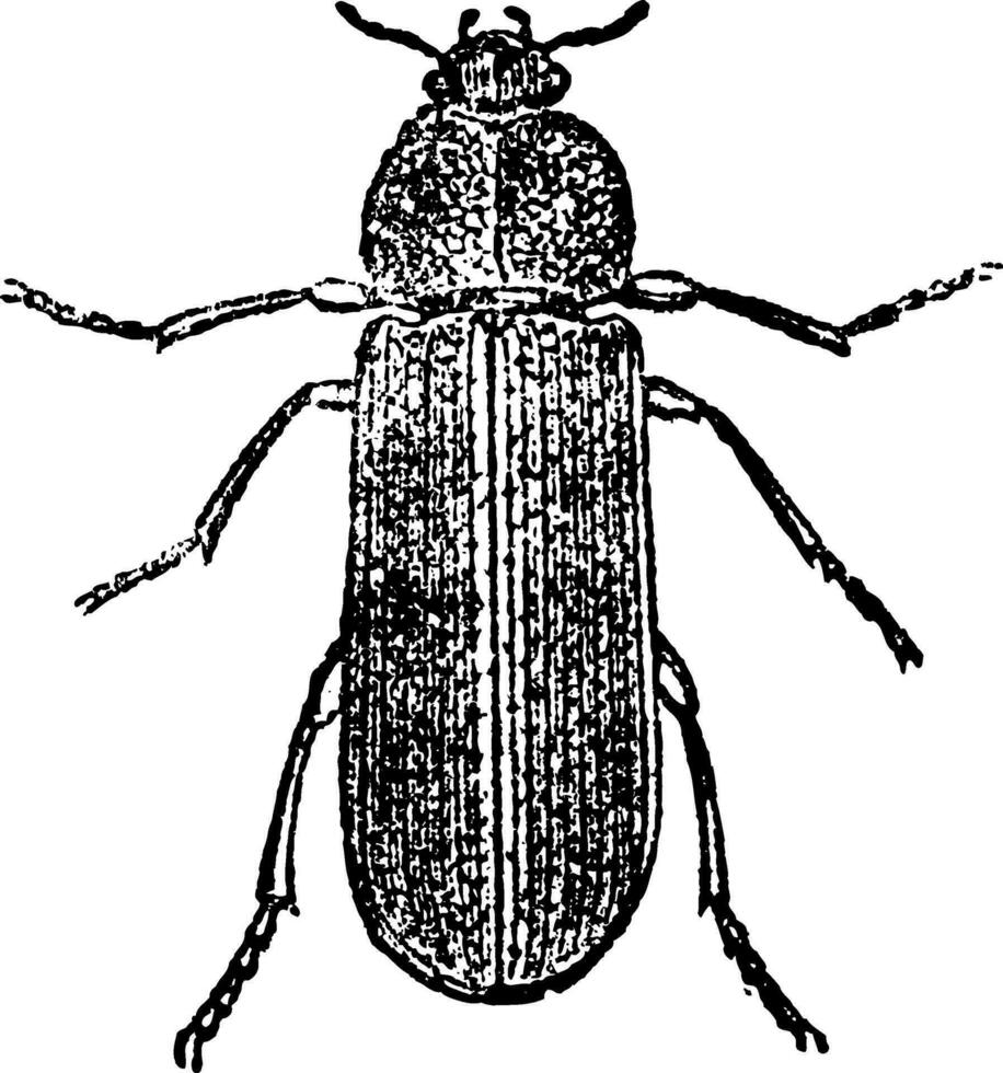 Cis Beetle, vintage engraving. vector