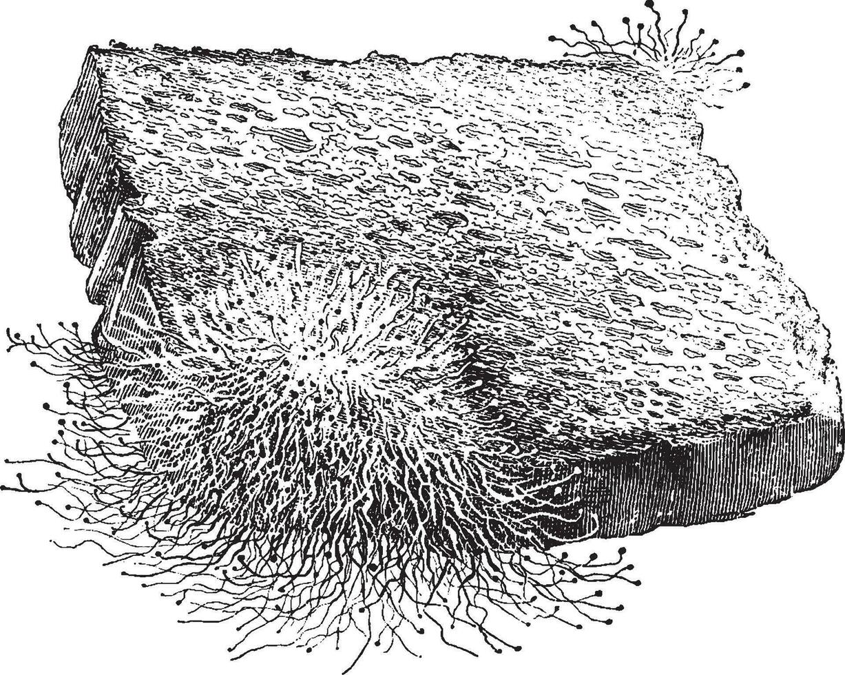 Mucor, a Common Mold vintage illustration. vector