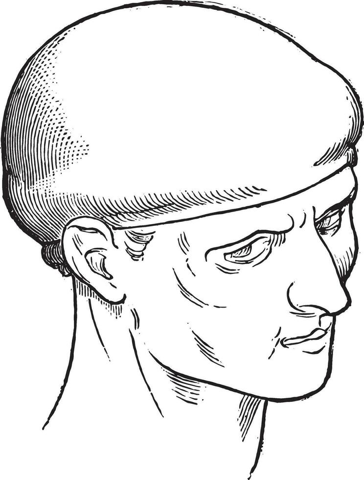 Cerveliere, vintage engraving. vector