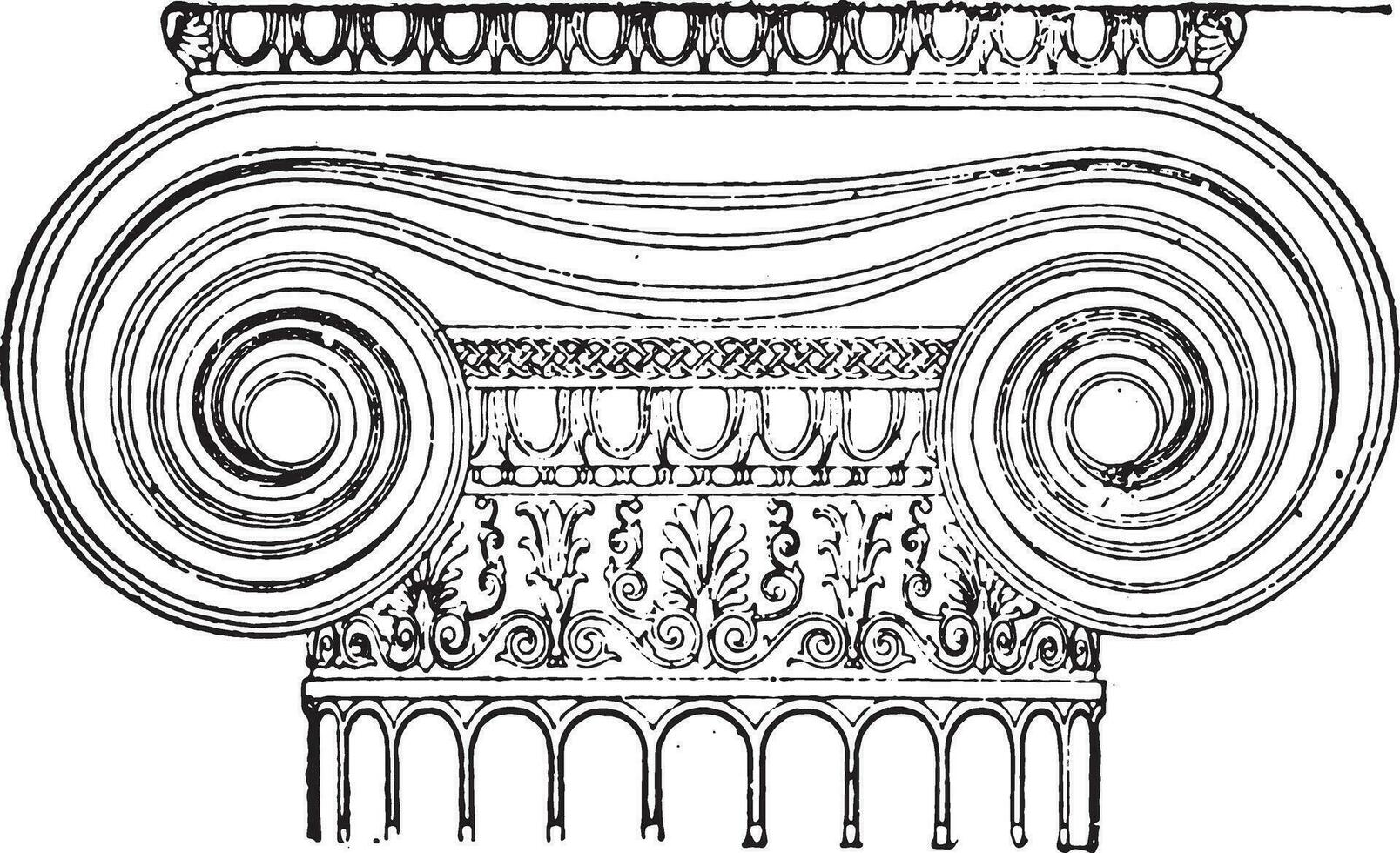 iónico capital, Clásico grabado. vector