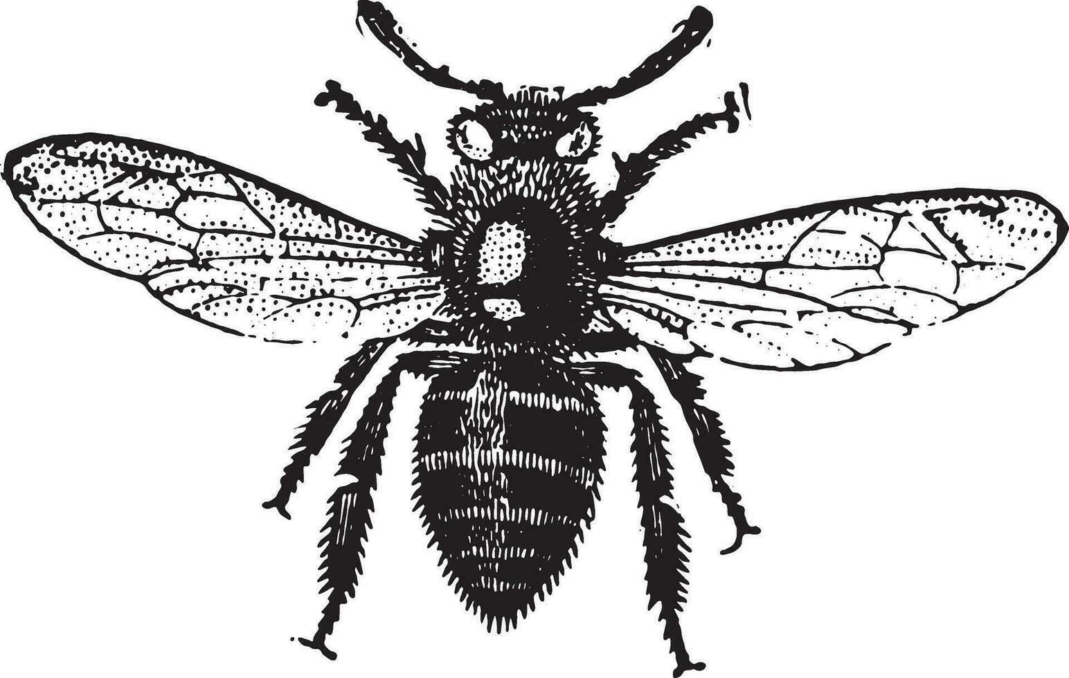 Working bee, vintage engraving. vector