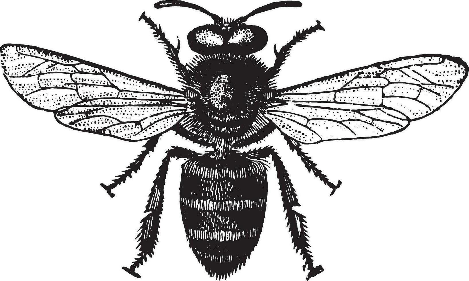 Honey bee, vintage engraving. vector