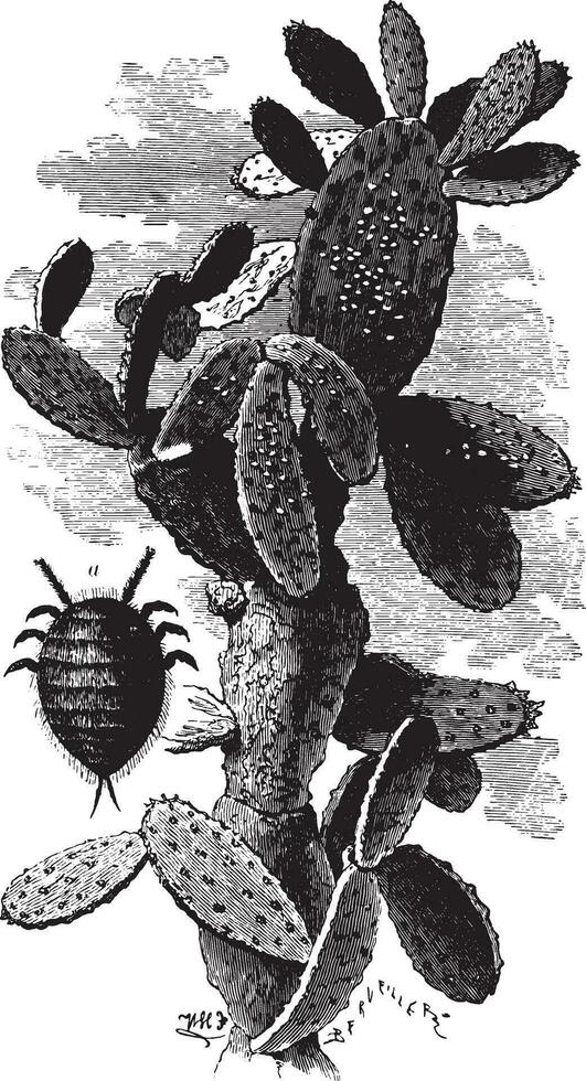Nopal cactus charge mealybugs, vintage engraving. vector