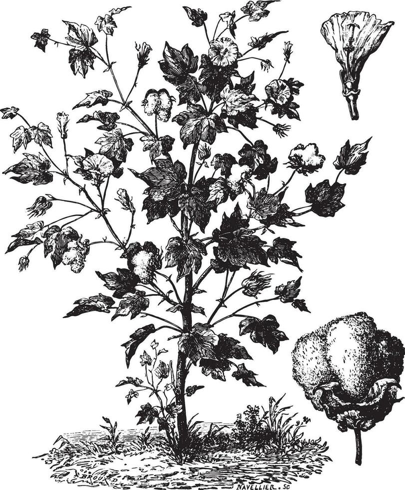 algodón, sus flor y semillas envuelto en su mantas, Clásico grabado. vector