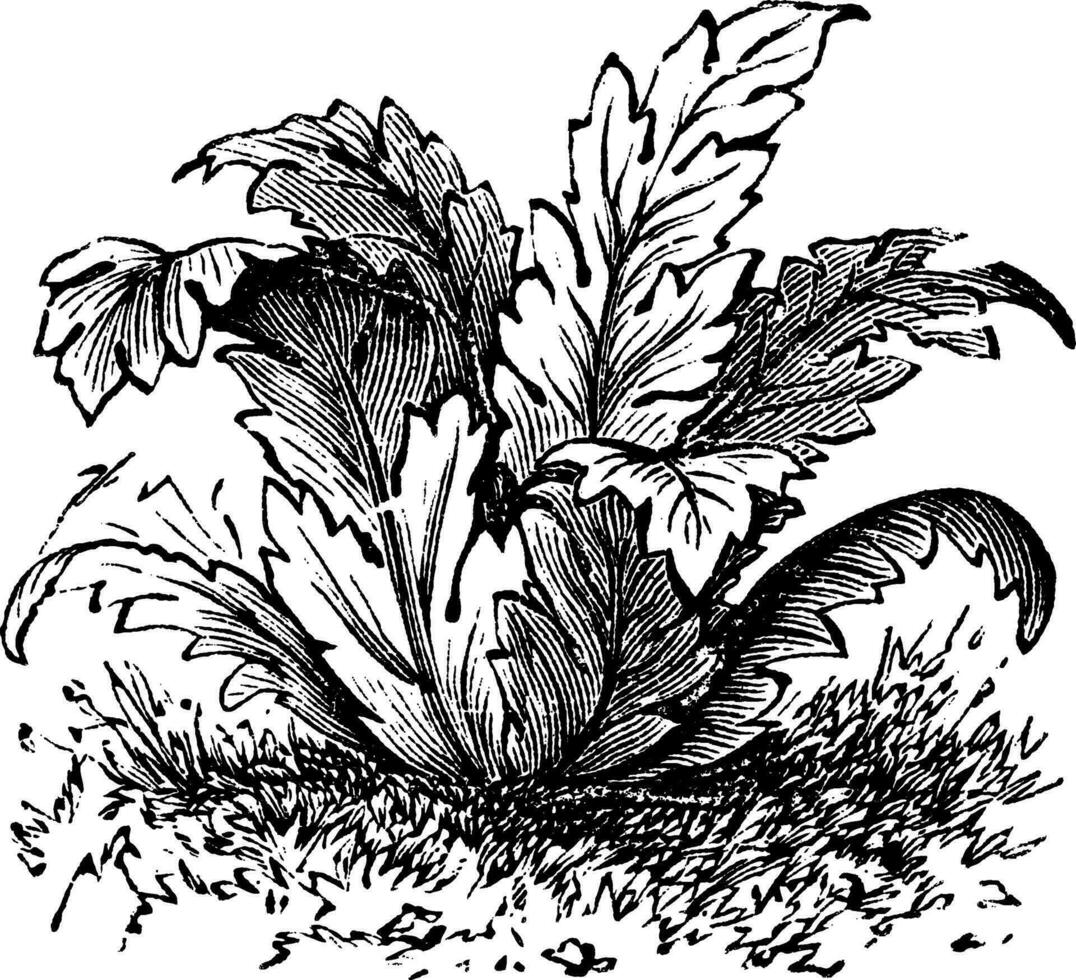 Bear's breeches or Acanthus mollis plant vintage engraving vector