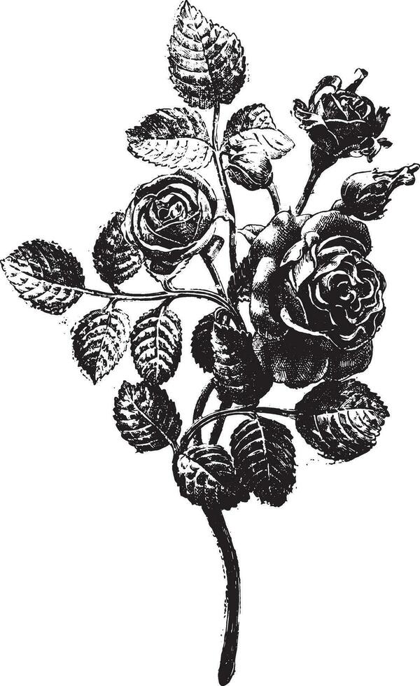 forjado hierro rosas, ejecutado en Sres. favier taller, Clásico grabado. vector