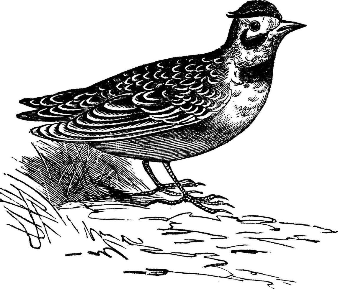 Horned lark or Eremophila alpcstris vintage engraving. vector