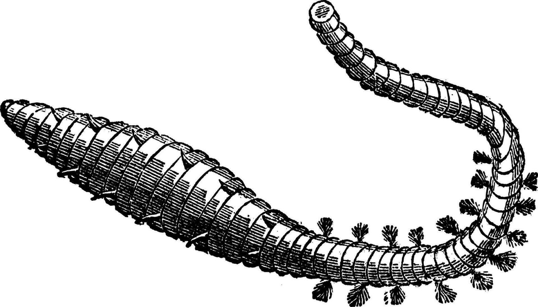 Lugworm, sandworm or arenicola marina old engraving vector