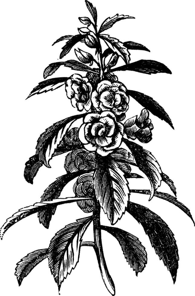 Garden Balsam vintage engraving vector