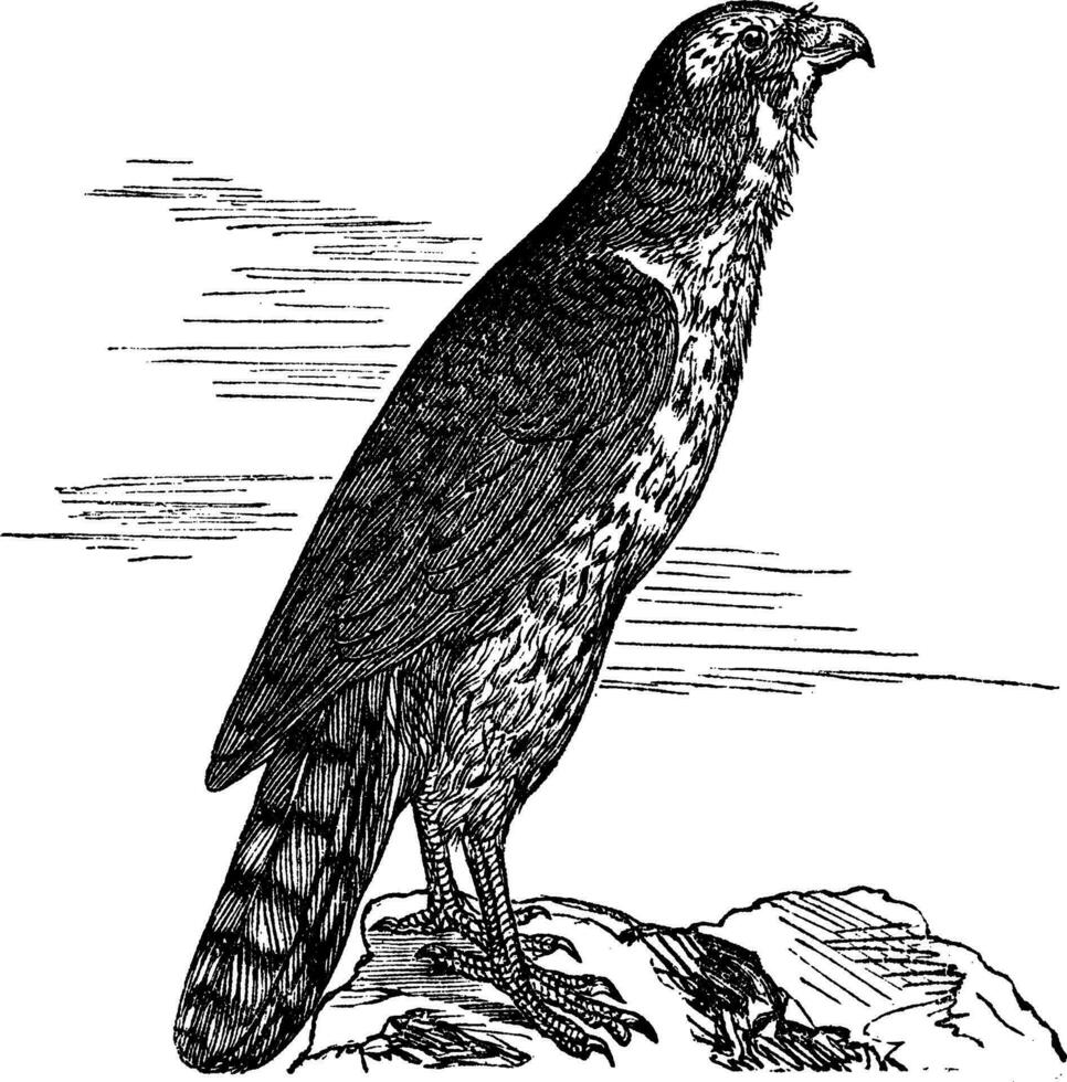 Northern Goshawk or Accipiter gentilis. Vintage engraving. vector
